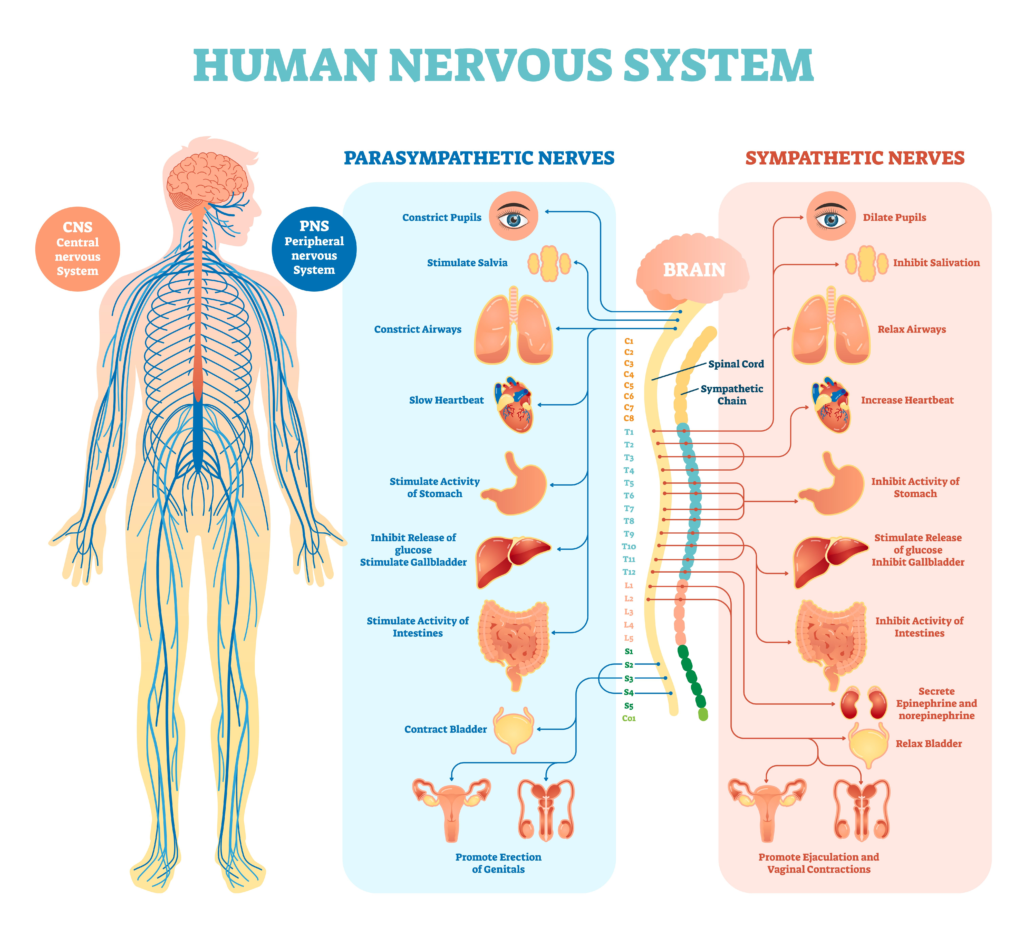 Fig. 2 Body systems affected by stress