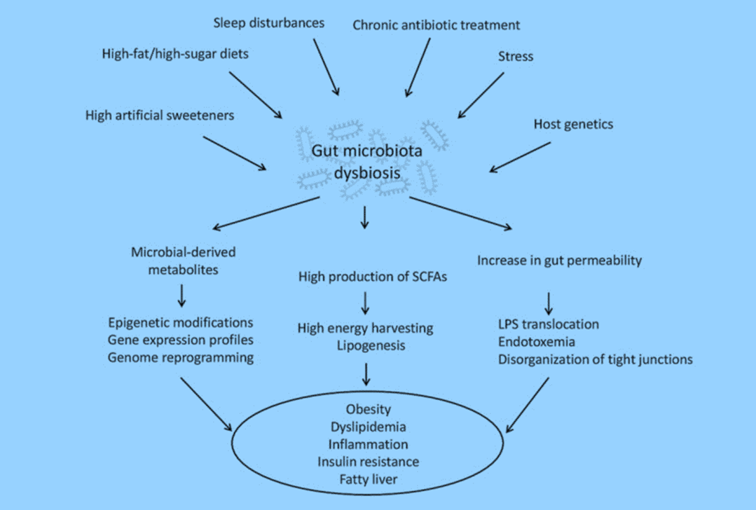 Cuevas-Sierra et al 2019 – illustrates the Gut microbiome and Cardiometabolic Risk